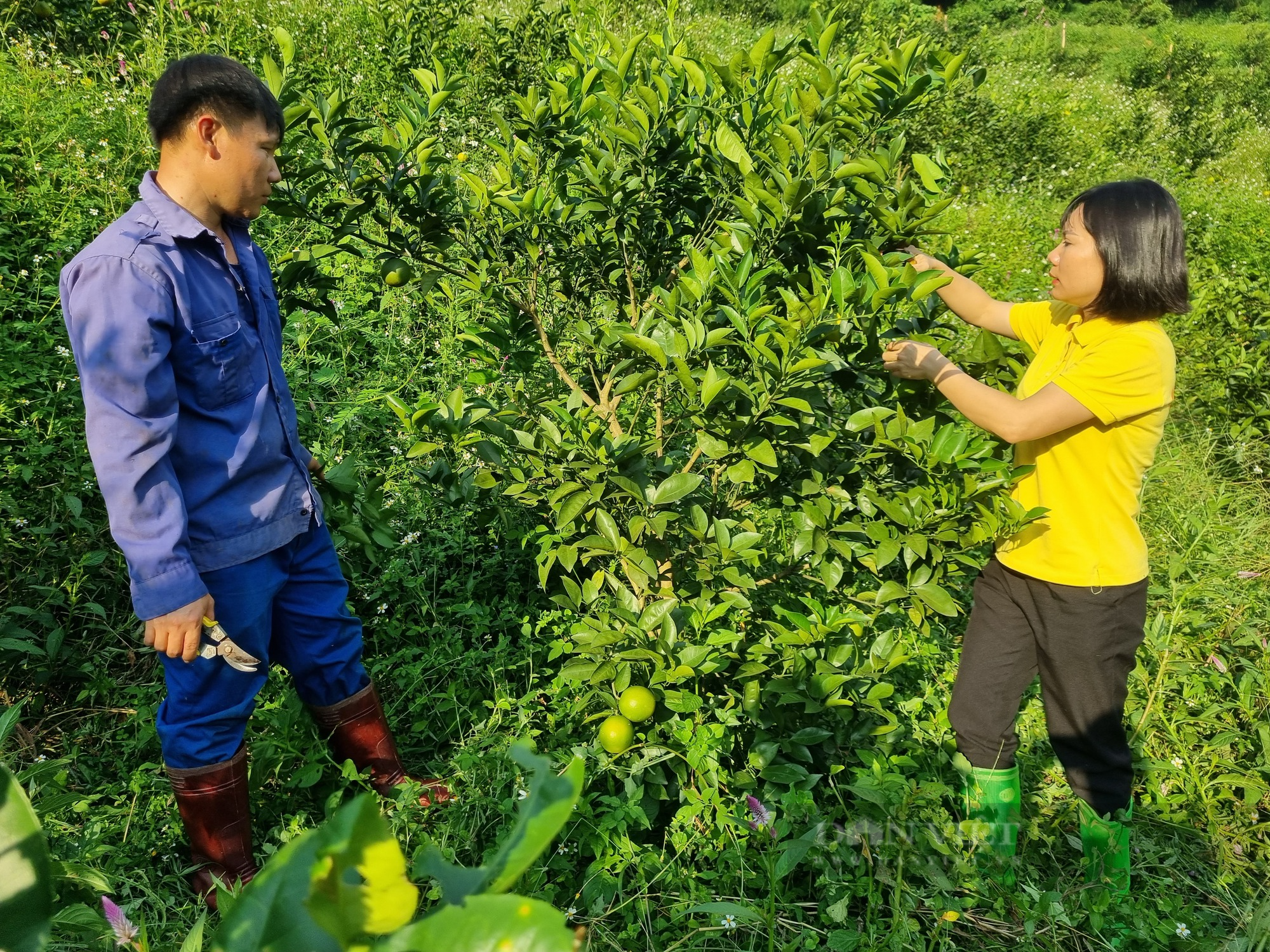 Giám đốc HTX 3T Farm: Làm nông nghiệp bền vững phải minh bạch hóa quá trình sản xuất - Ảnh 4.