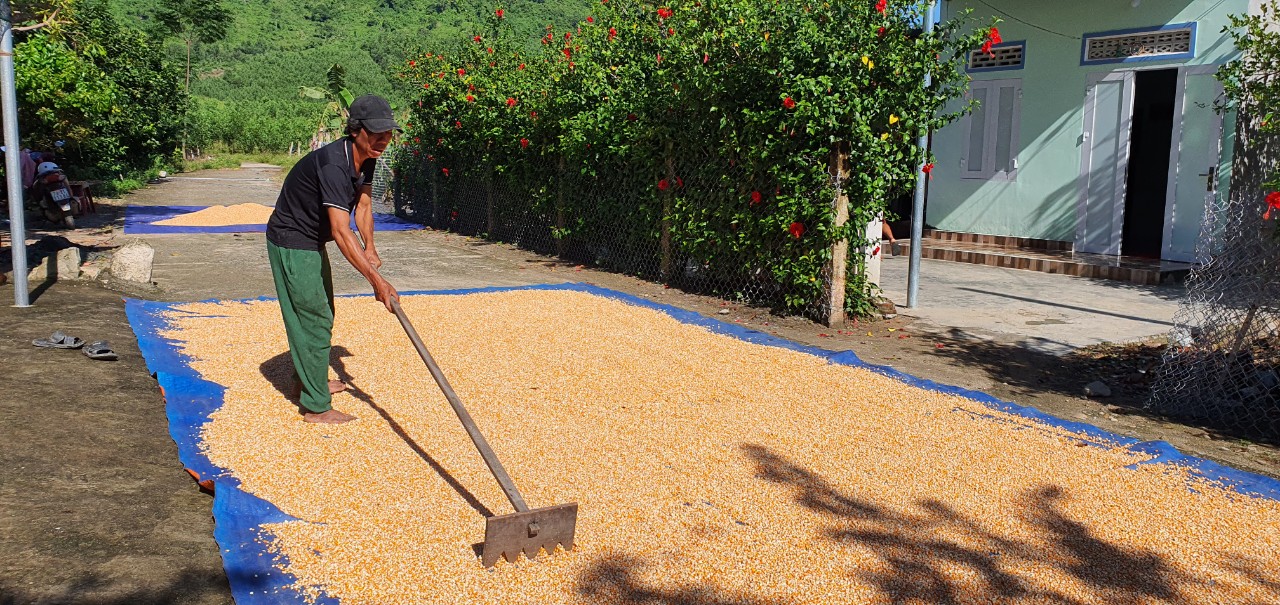 Khánh Hòa: Nông dân miền núi Khánh Vĩnh trồng bưởi, nuôi lợn cuộc sống đổi đời - Ảnh 3.