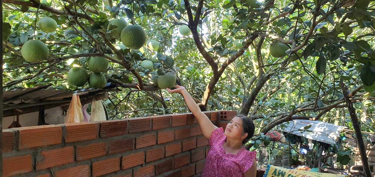 Khánh Hòa: Nông dân miền núi Khánh Vĩnh trồng bưởi, nuôi heo cuộc sống đổi đời - Ảnh 2.