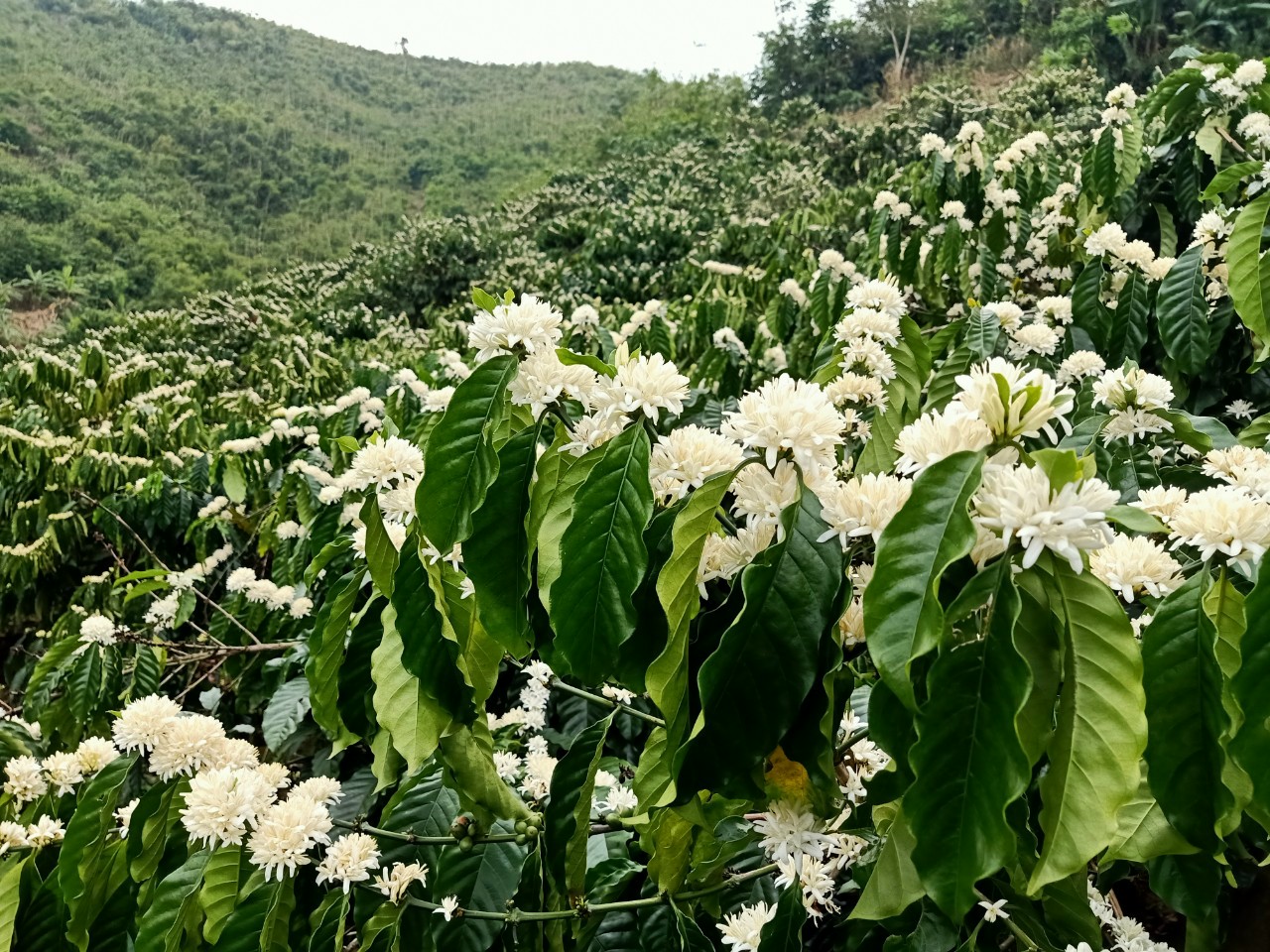 Thanh Thai coffee – sản phẩm tinh túy từ vùng đất núi lửa Đắk Nông - Ảnh 1.