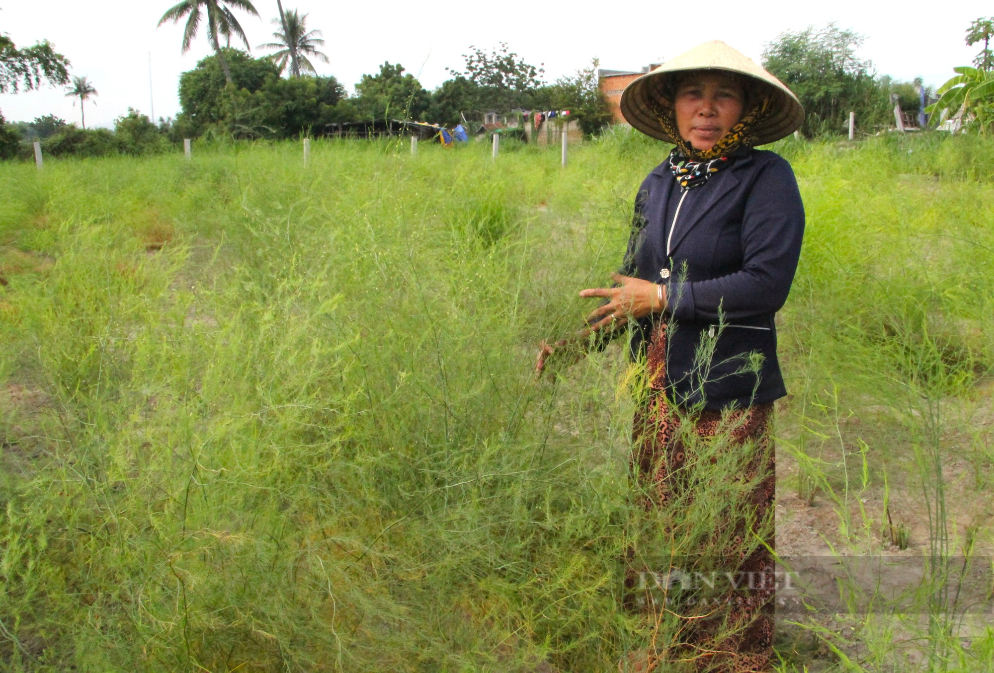 Người Chăm ở Ninh Thuận trồng rau gì mà cả thôn hộ nghèo giảm dần, hộ khá lên trông thấy - Ảnh 6.