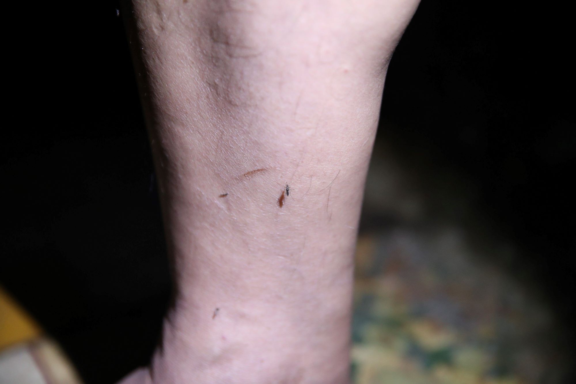 Săn muỗi xuyên đêm ở TP.HCM  - Ảnh 5.
