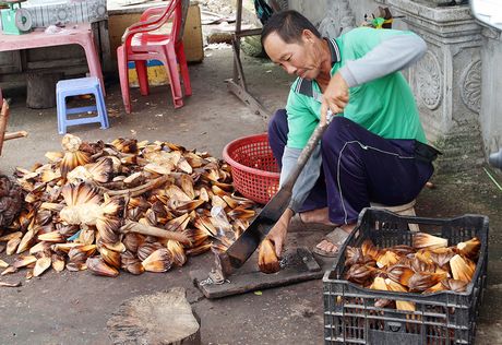 Thứ dừa cắm rễ xuống sình lầy một nơi ở Bến Tre, ra loại quả ngon, cùi dừa ăn khỏe người, đẹp da - Ảnh 8.