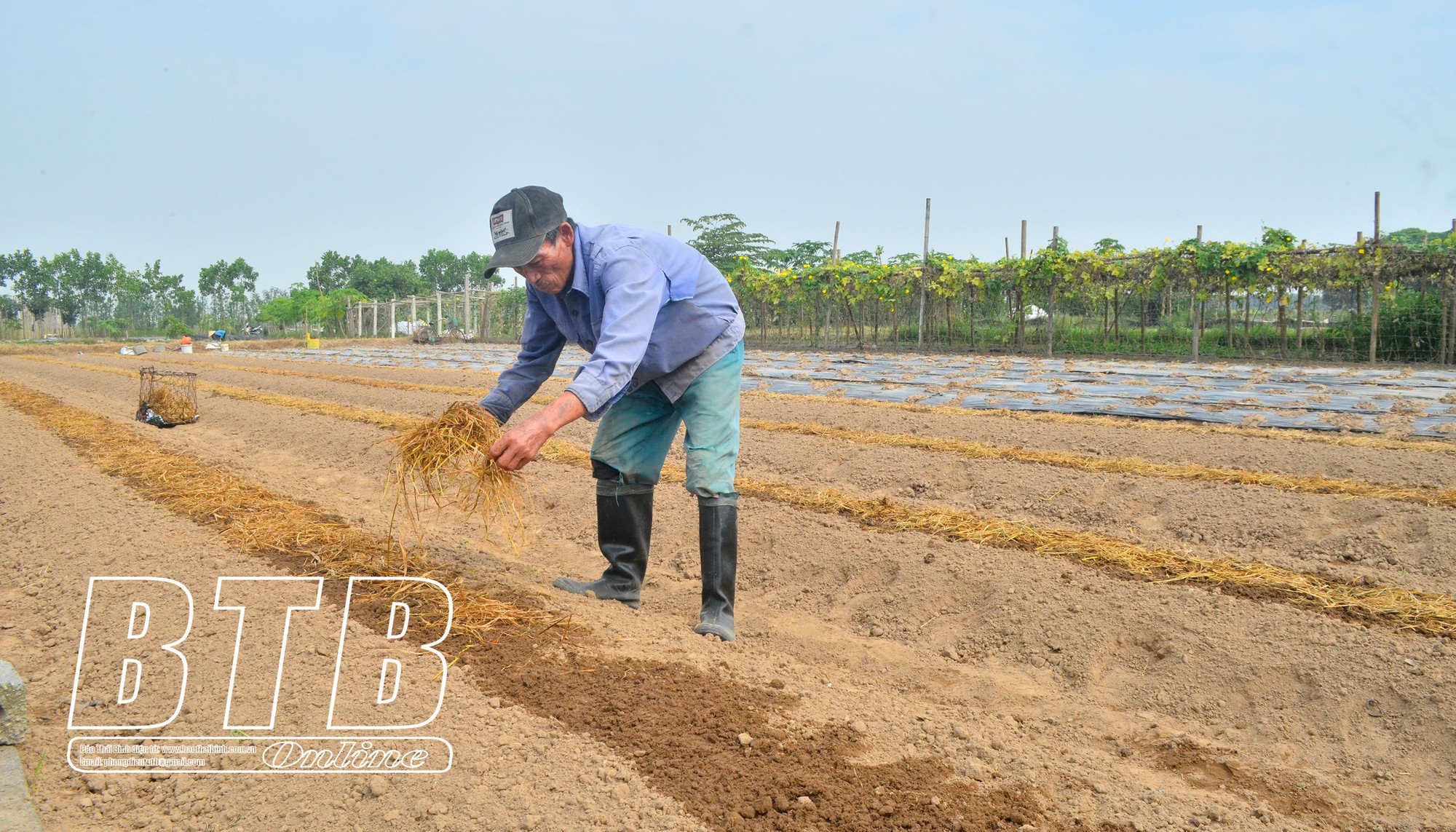 Vùng đất giữa lòng thành phố Thái Bình, nông dân quanh năm trồng đủ loại rau, sống đời no ấm - Ảnh 1.