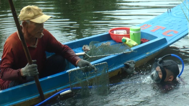 Ở Cà Mau xuất hiện nhiều con hai mảnh, việc săn bắt loài này được coi là thu nhập chính, đó là con gì? - Ảnh 2.