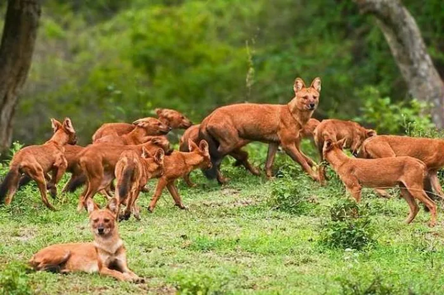 Loài chó có trong sách đỏ Việt Nam, dám săn cả hổ tấn công gấu đen và răng sắc hơn dao cạo - Ảnh 3.