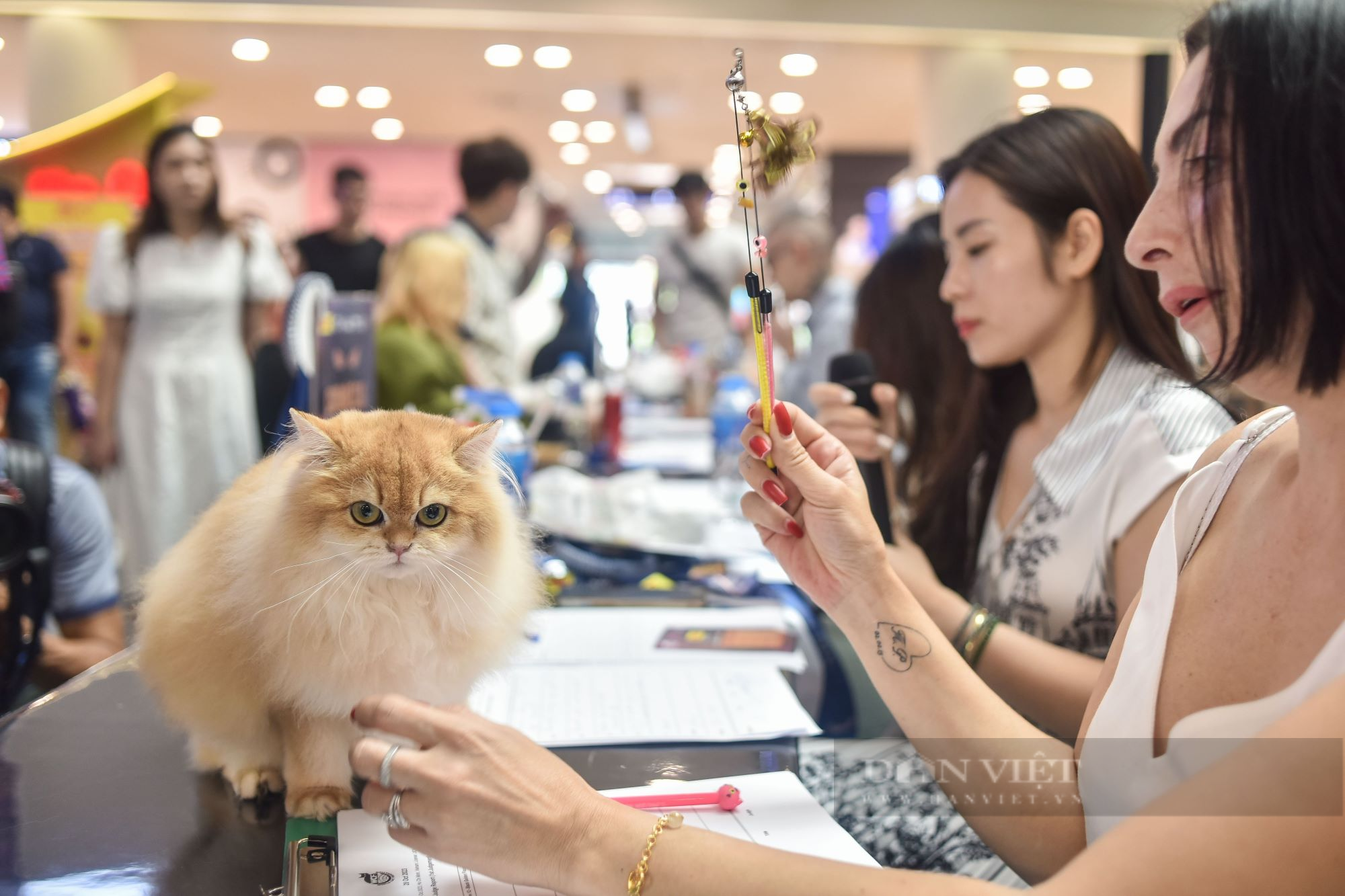 Mèo trị giá hàng trăm triệu đồng thi sắc đẹp quốc tế ở TP.HCM - Ảnh 1.