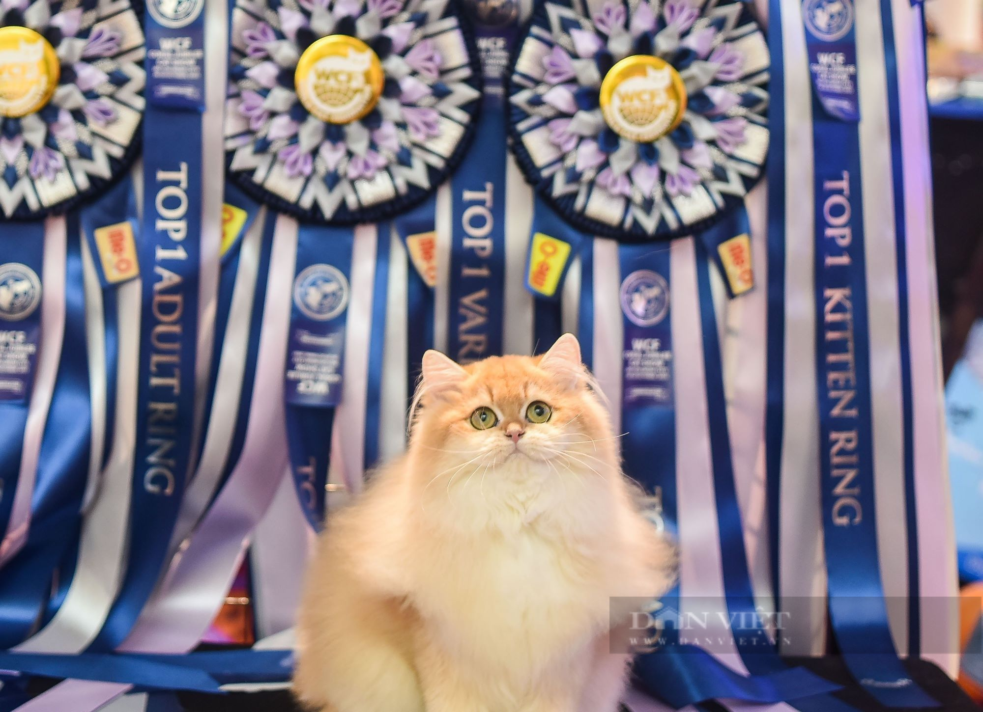 Mèo trị giá hàng trăm triệu đồng thi sắc đẹp quốc tế ở TP.HCM - Ảnh 2.