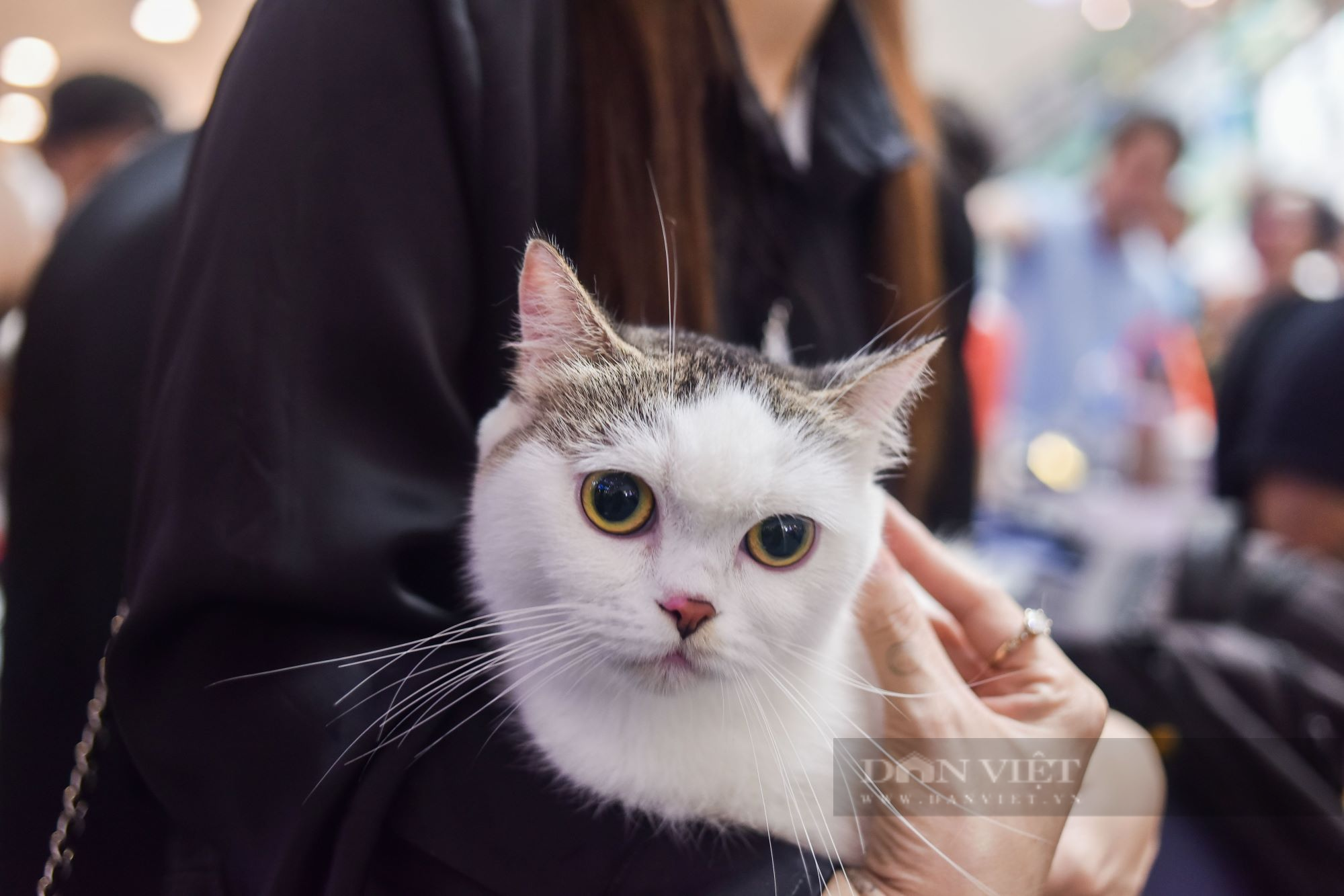 Mèo trị giá hàng trăm triệu đồng thi sắc đẹp quốc tế ở TP.HCM - Ảnh 4.