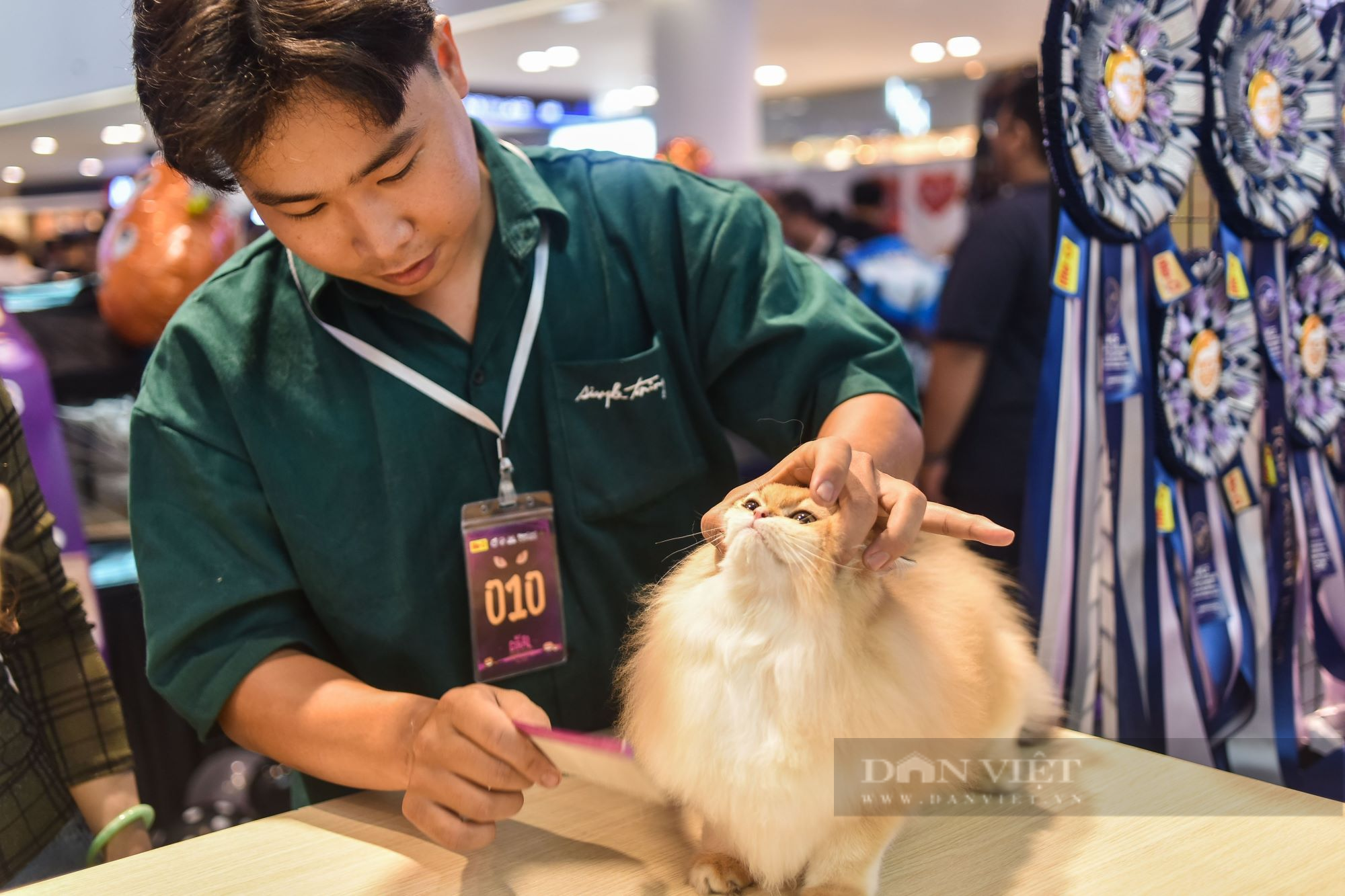 Mèo trị giá hàng trăm triệu đồng thi sắc đẹp quốc tế ở TP.HCM - Ảnh 10.