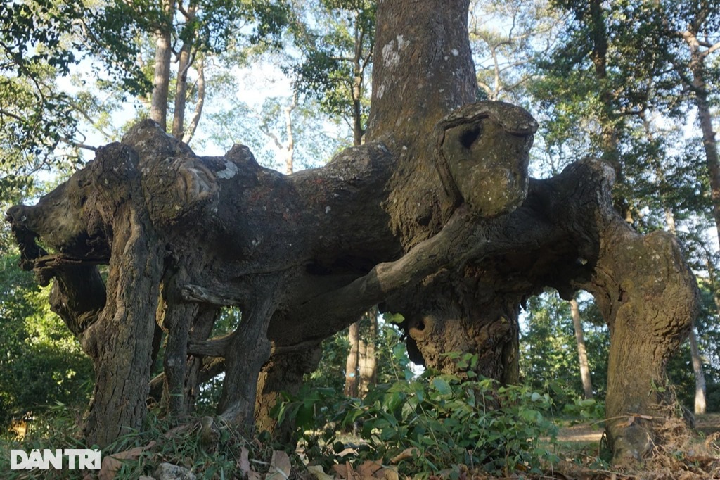 Một cái ao nổi tiếng Trà Vinh, tới nơi bất ngờ hơn cả là hàng cây cổ thụ với bộ rễ hình thù kỳ dị - Ảnh 4.
