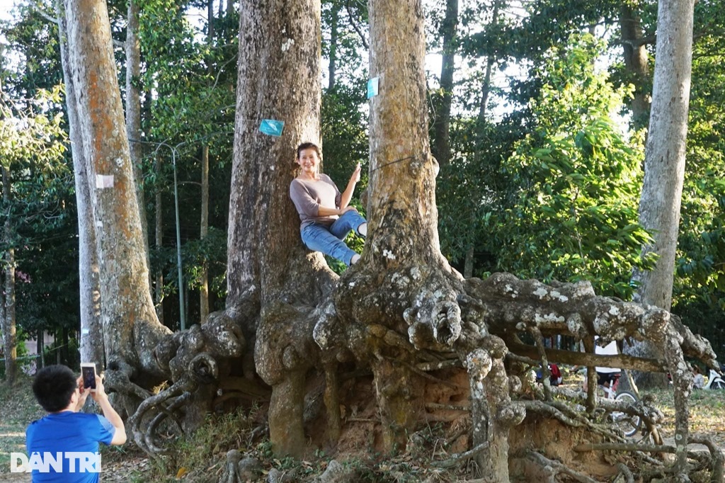 Một cái ao nổi tiếng Trà Vinh, tới nơi bất ngờ hơn cả là hàng cây cổ thụ với bộ rễ hình thù kỳ dị - Ảnh 2.