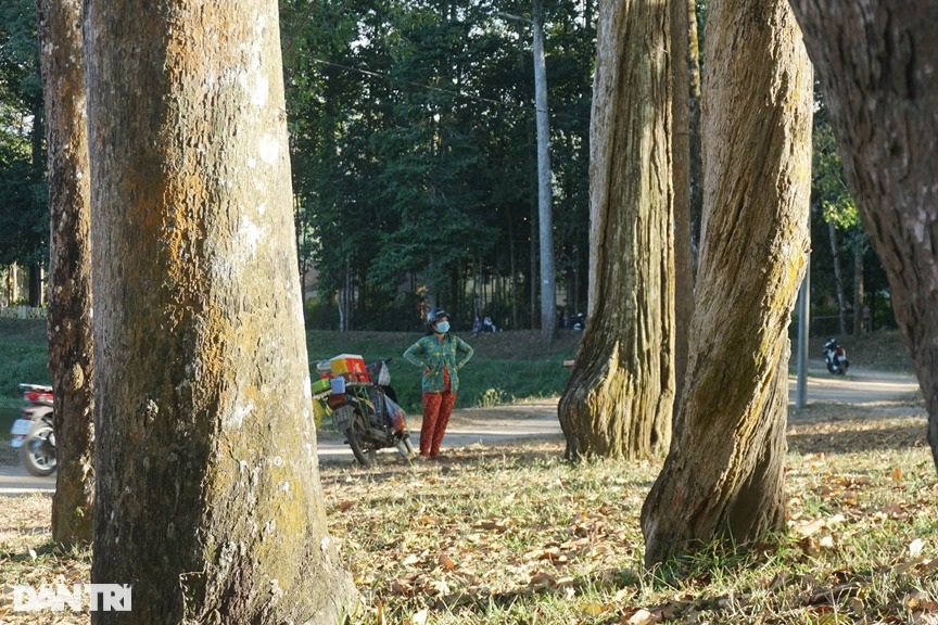 Một cái ao nổi tiếng Trà Vinh, tới nơi bất ngờ hơn cả là hàng cây cổ thụ với bộ rễ hình thù kỳ dị - Ảnh 3.