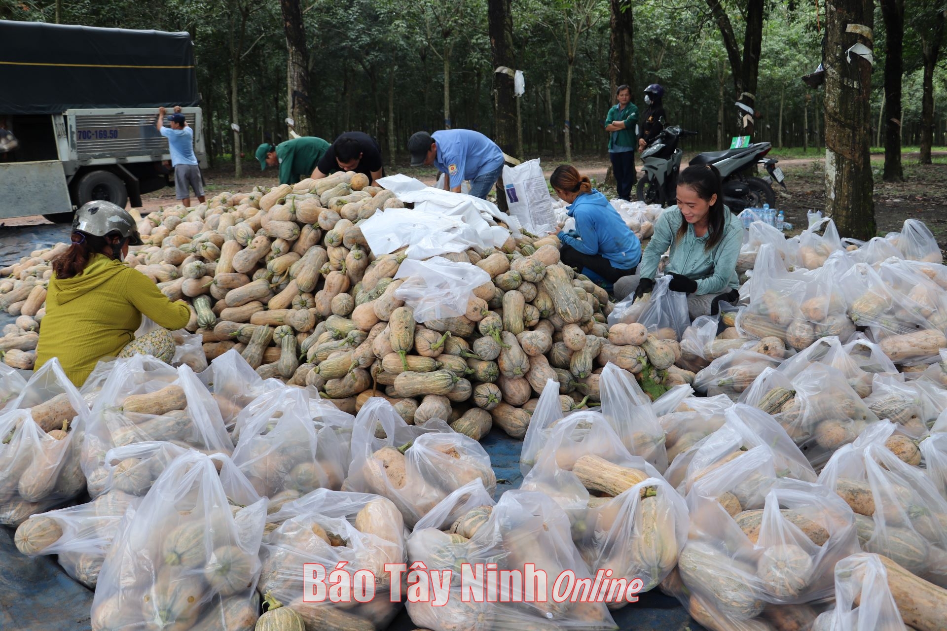 Bí đỏ vào vụ nằm la liệt trên ruộng, nông dân Tây Ninh đứng ngồi không yên tìm nơi tiêu thụ - Ảnh 1.