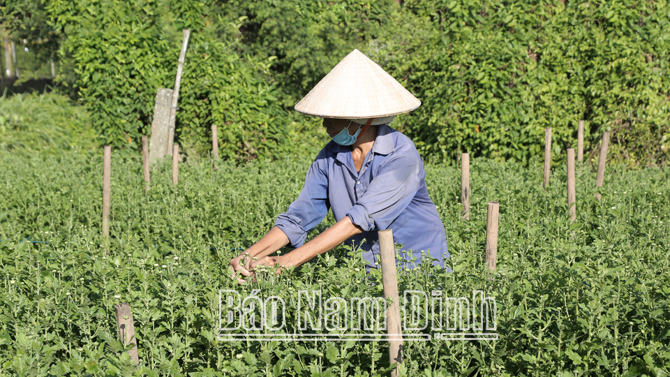 Trồng loại cây gì mà cả làng ở Nam Định ngày càng khá giả, khách du lịch kéo đến nhiều hơn? - Ảnh 1.