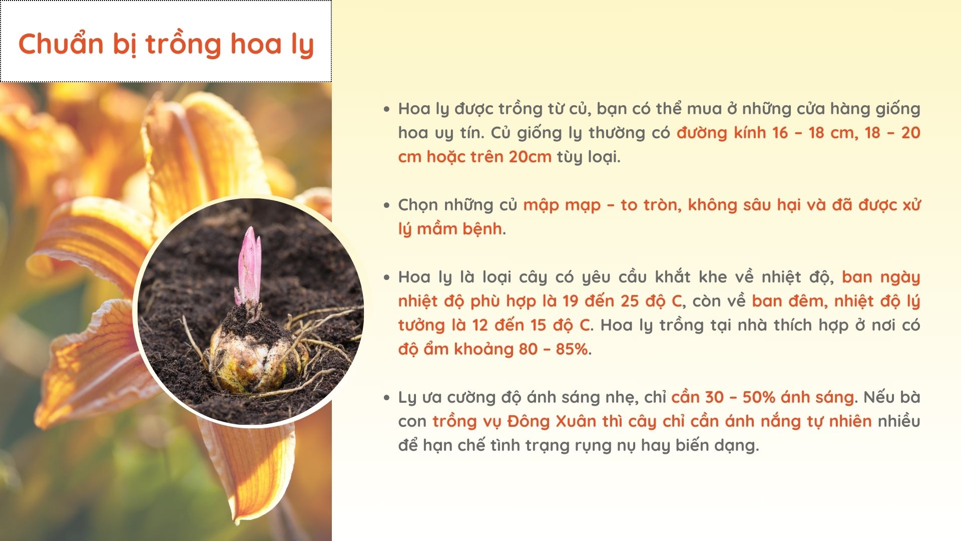 SỔ TAY NHÀ NÔNG: Hoa ly được trồng và chăm sóc như thế nào? - Ảnh 2.