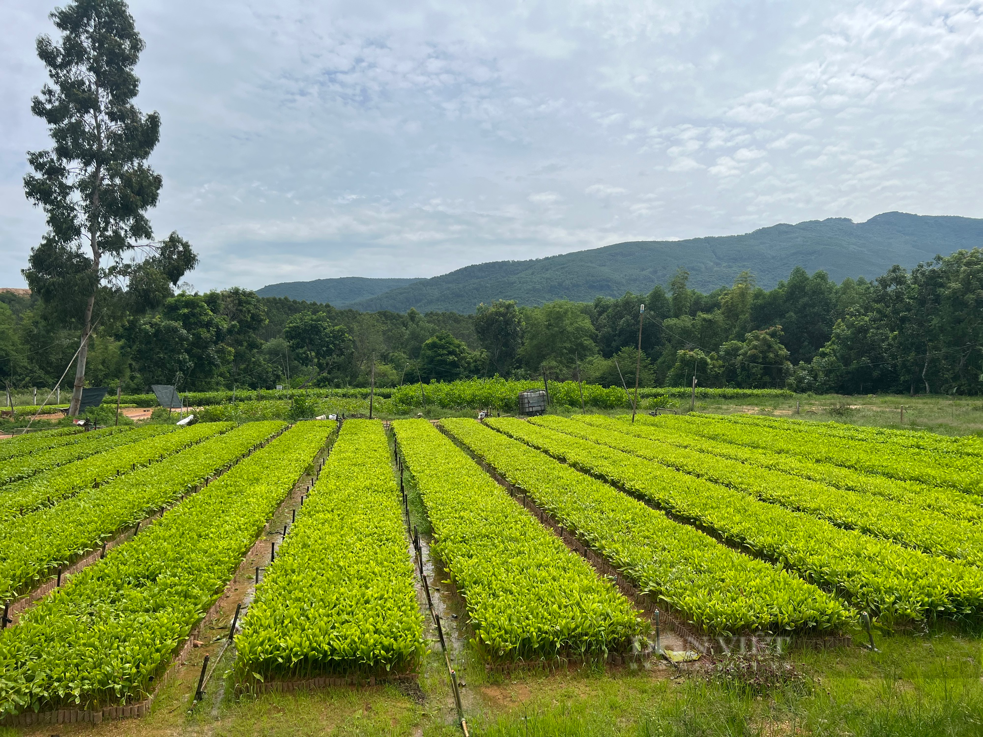 &quot;Tỷ phú&quot; trồng rừng ở Bình Định trở thành nông dân Việt Nam xuất sắc năm 2023 - Ảnh 2.