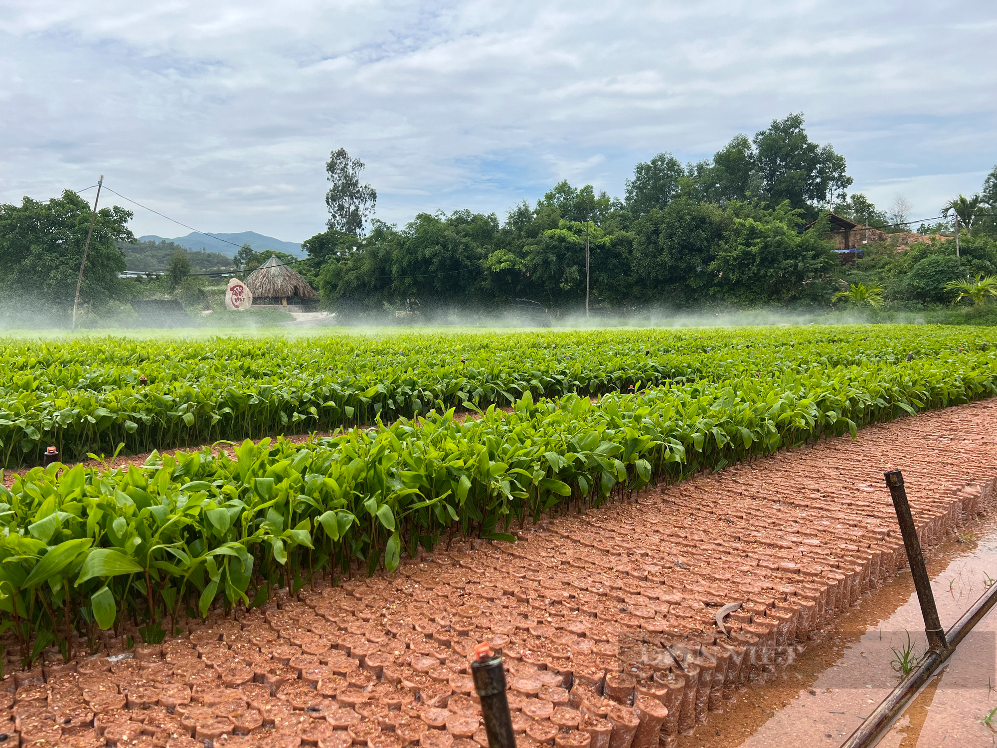 &quot;Tỷ phú&quot; trồng rừng ở Bình Định trở thành nông dân Việt Nam xuất sắc năm 2023 - Ảnh 3.
