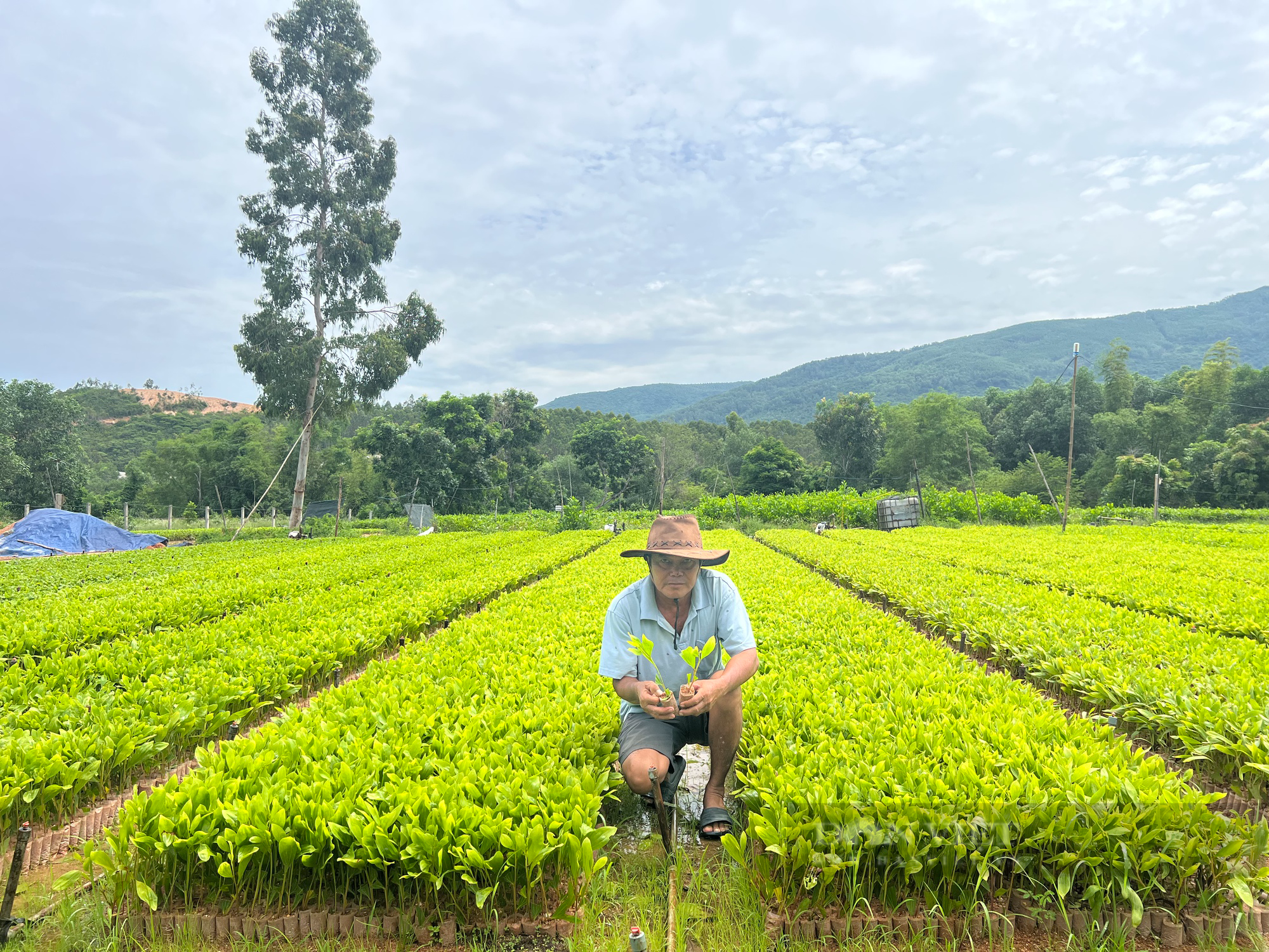 &quot;Tỷ phú&quot; trồng rừng ở Bình Định trở thành nông dân Việt Nam xuất sắc năm 2023 - Ảnh 4.