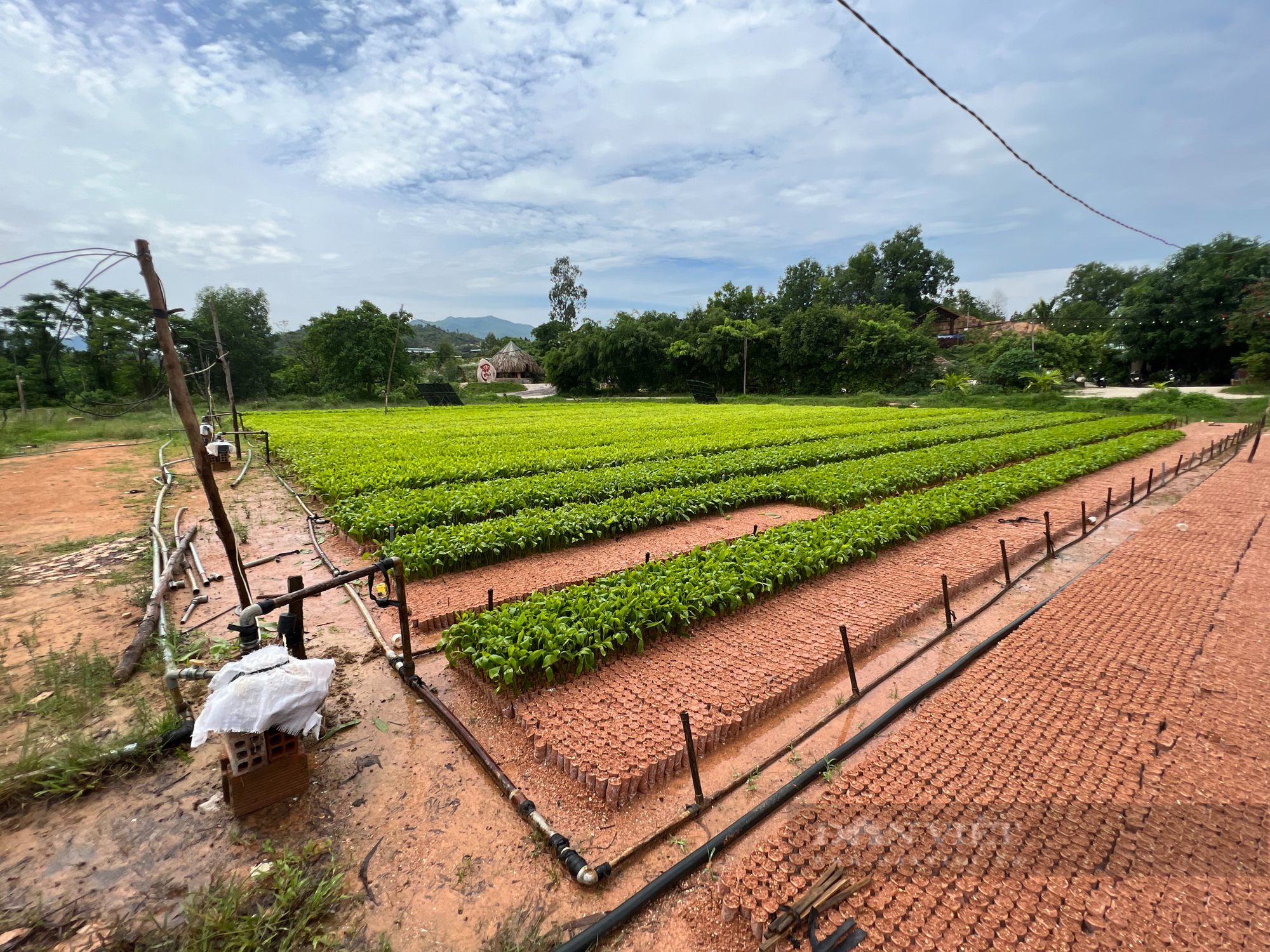 &quot;Tỷ phú&quot; trồng rừng ở Bình Định trở thành nông dân Việt Nam xuất sắc năm 2023 - Ảnh 6.