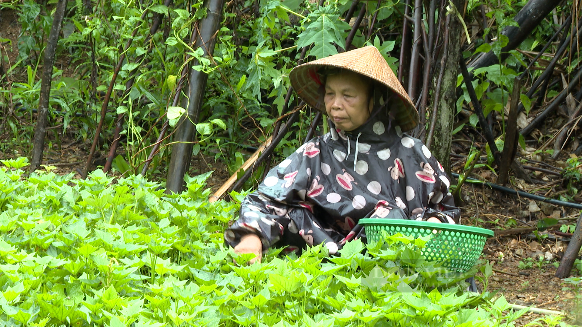 Nơi cuộc sống hồi sinh sau lũ dữ: Trở lại “bản lũ quét” Hòa Sơn ở Nghệ An (Kỳ cuối) - Ảnh 8.