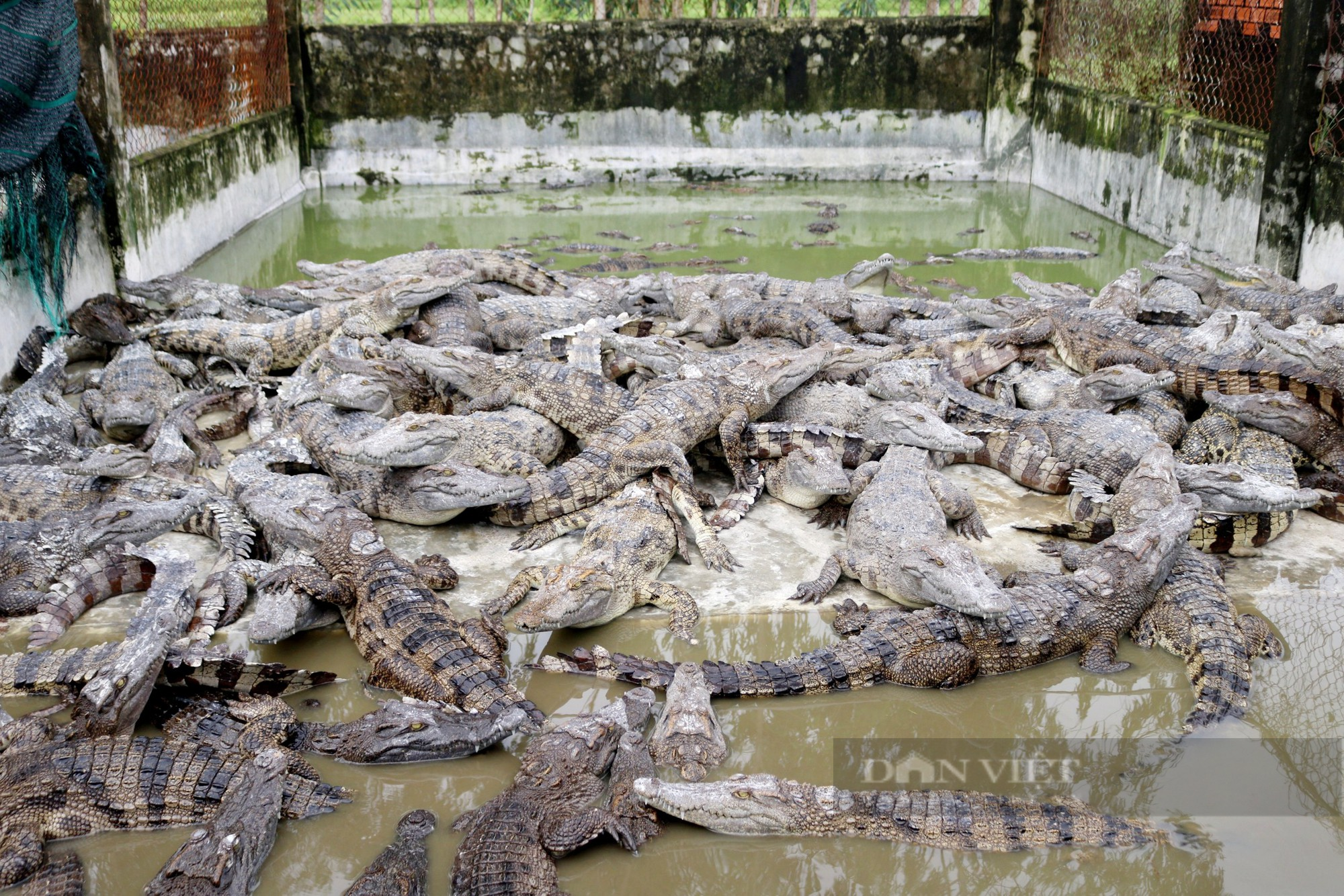Agribank đồng hành cùng nông dân nuôi cá sấu tại Kiên Giang - Ảnh 3.