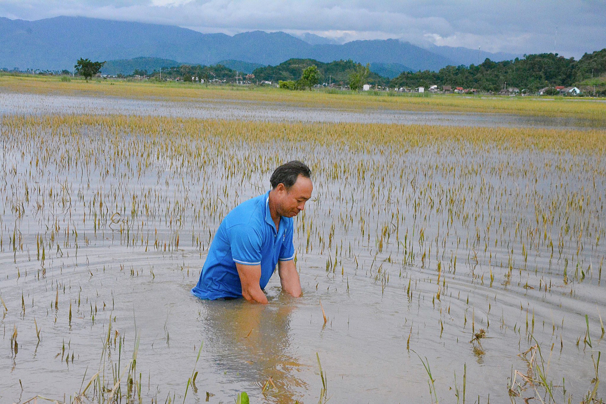 Ngập sâu vì mưa lũ, hàng ngàn ha lúa ở Đắk Lắk bị thiệt hại nặng - Ảnh 1.