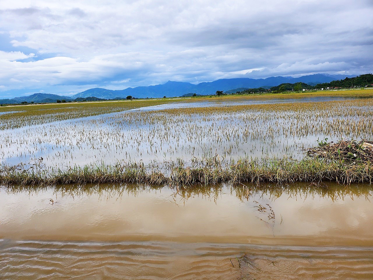 Ngập sâu vì mưa lũ, hàng ngàn ha lúa ở Đắk Lắk bị thiệt hại nặng - Ảnh 2.