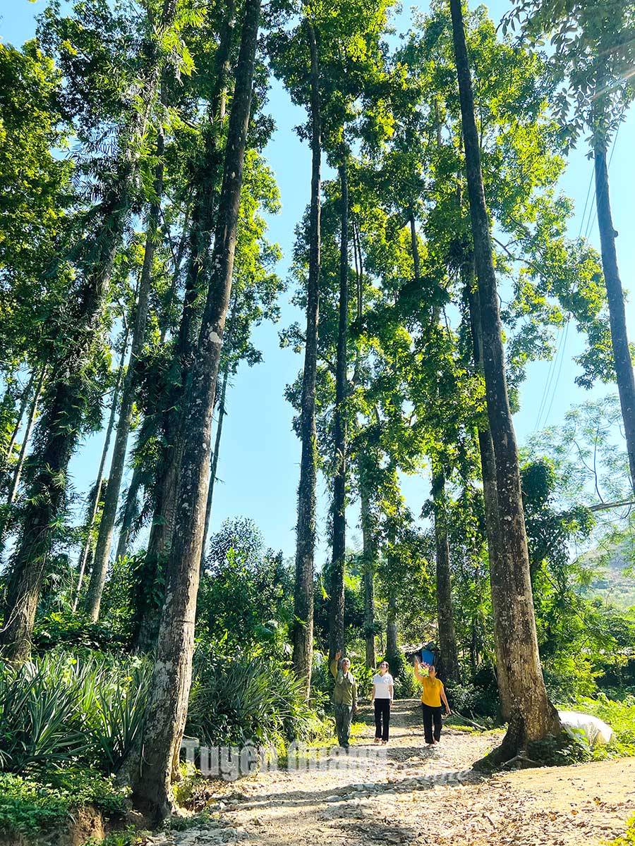 Ở Tuyên Quang có một khu rừng đẹp như phim, la liệt cây gỗ chò chỉ-thứ cây cổ thụ hình thù như mũi tên - Ảnh 2.