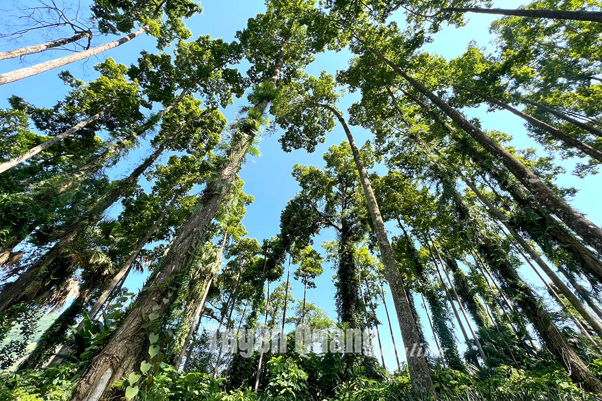 Ở Tuyên Quang có một khu rừng đẹp như phim, la liệt cây gỗ chò chỉ-thứ cây cổ thụ hình thù như mũi tên - Ảnh 1.