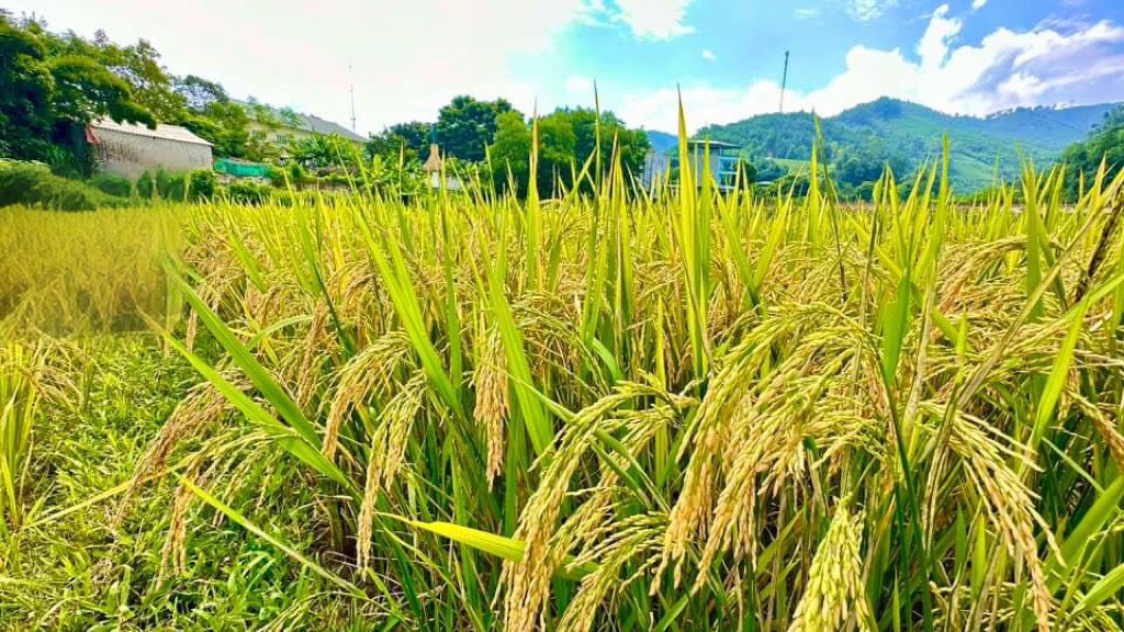 Giống lúa Đài Thơm 8, “chú ngựa ô” của nông dân Hà Nội - Ảnh 2.