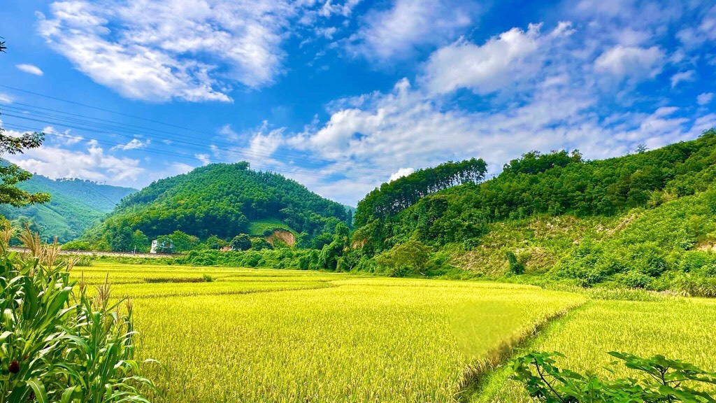 Giống lúa Đài Thơm 8, “chú ngựa ô” của nông dân Hà Nội - Ảnh 3.