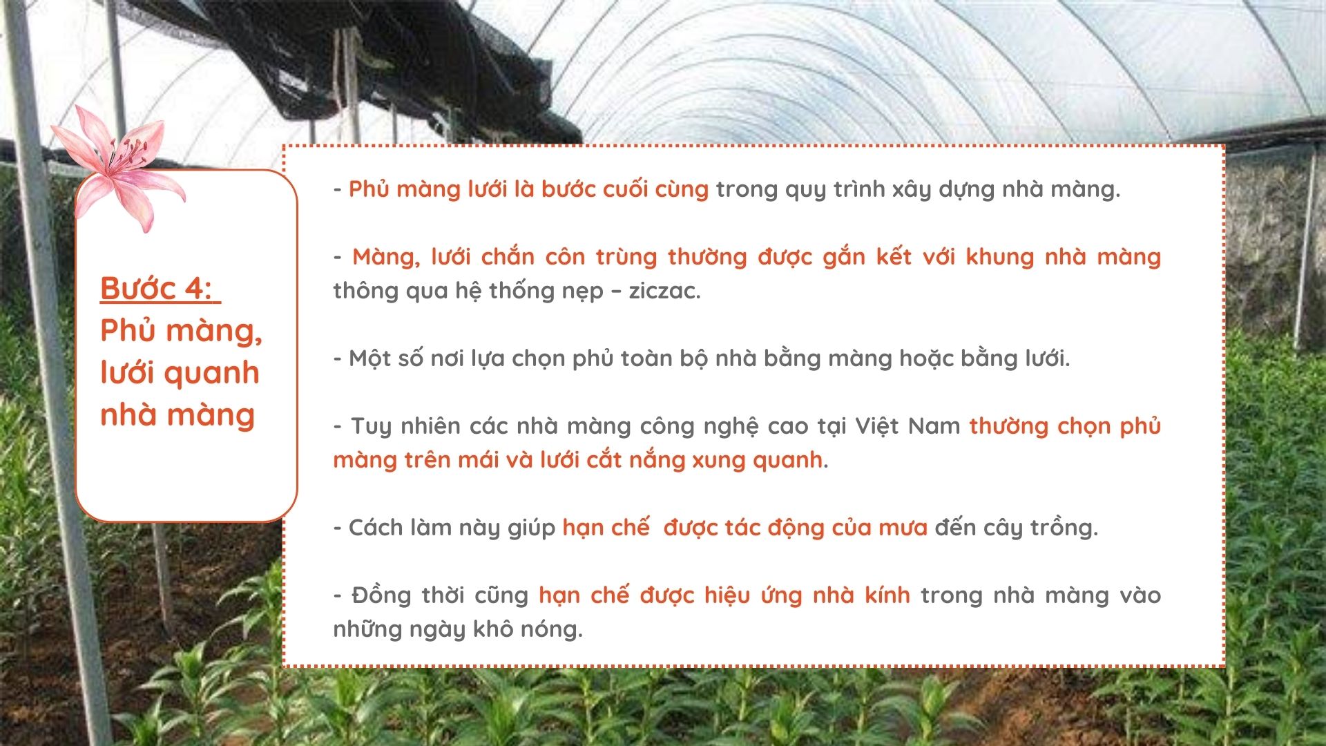 SỔ TAY NHÀ NÔNG: &quot;Mẹo&quot; xây dựng nhà màng trồng hoa ly đơn giản, tiết kiệm - Ảnh 5.