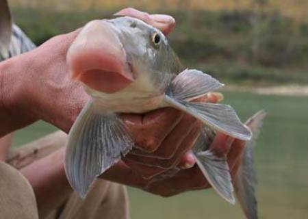 Top 4 loài cá ngon nhất trên dòng sông Lô, xưa hễ bắt được là tiến vua, có con miệng như mõm lợn - Ảnh 3.