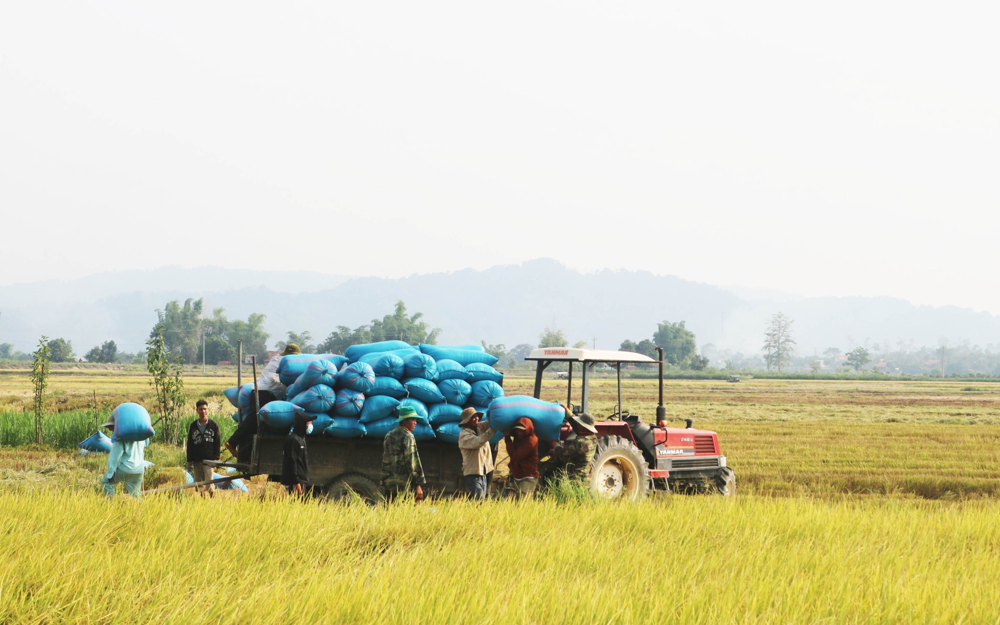 Giá lúa tăng mạnh, nông dân Nam Trung Bộ, Đông Nam Bộ, Tây Nguyên ưu tiên trồng giống ngắn ngày
