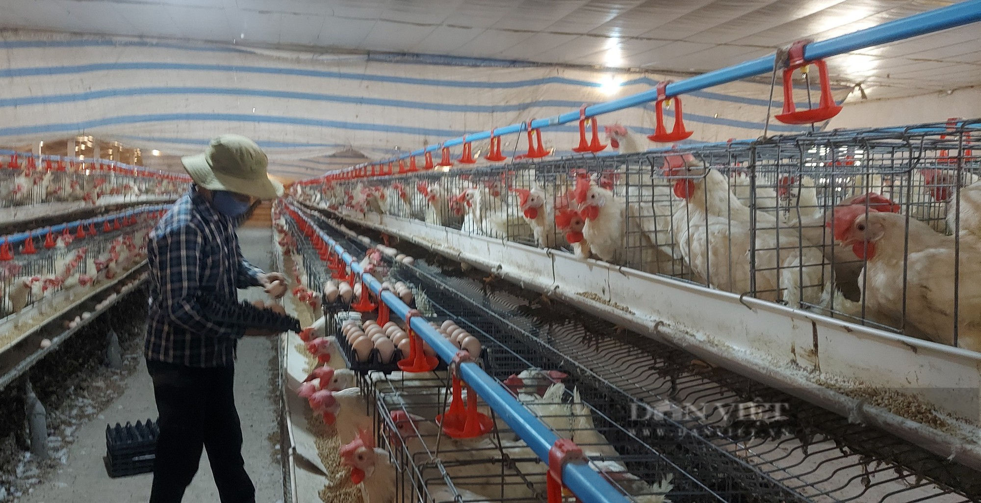 Nông dân Hải Phòng áp dụng công nghệ tự động hóa cho gà đẻ trứng sòn sòn, thu nhập hàng trăm triệu/ tháng - Ảnh 3.