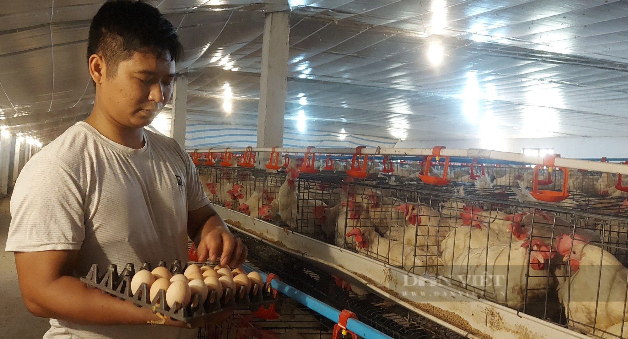 Nông dân Hải Phòng áp dụng công nghệ tự động hóa cho gà đẻ trứng sòn sòn, thu nhập hàng trăm triệu/ tháng - Ảnh 6.