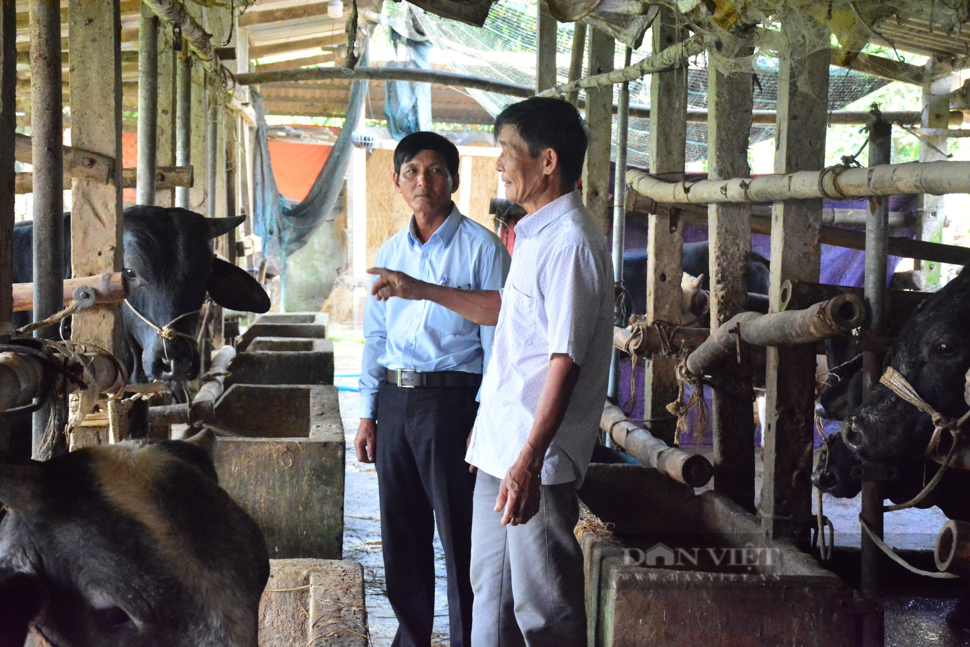 Quảng Ngãi: Dấu ấn các mô hình kinh tế mới, tạo bước đệm cho Sơn Tịnh hướng đến huyện nông thôn mới - Ảnh 3.