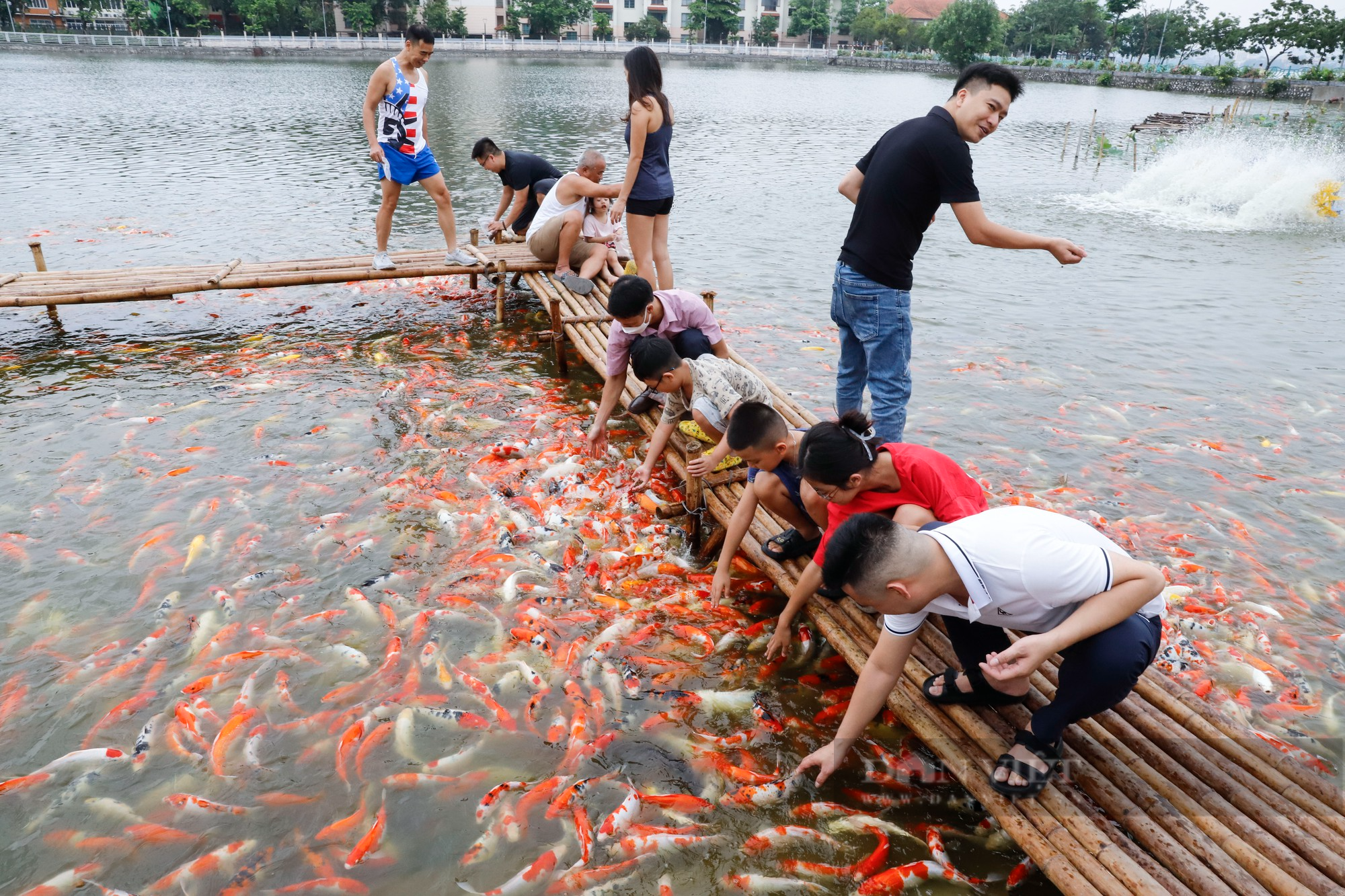 Hà Nội: Yêu cầu di dời 8 tấn cá koi ra khỏi đầm sen hồ Tây - Ảnh 1.