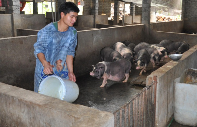 Giống lợn quý bản địa của Hà Giang, toàn thân đen xì được lựa chọn làm giống chủ lực - Ảnh 1.