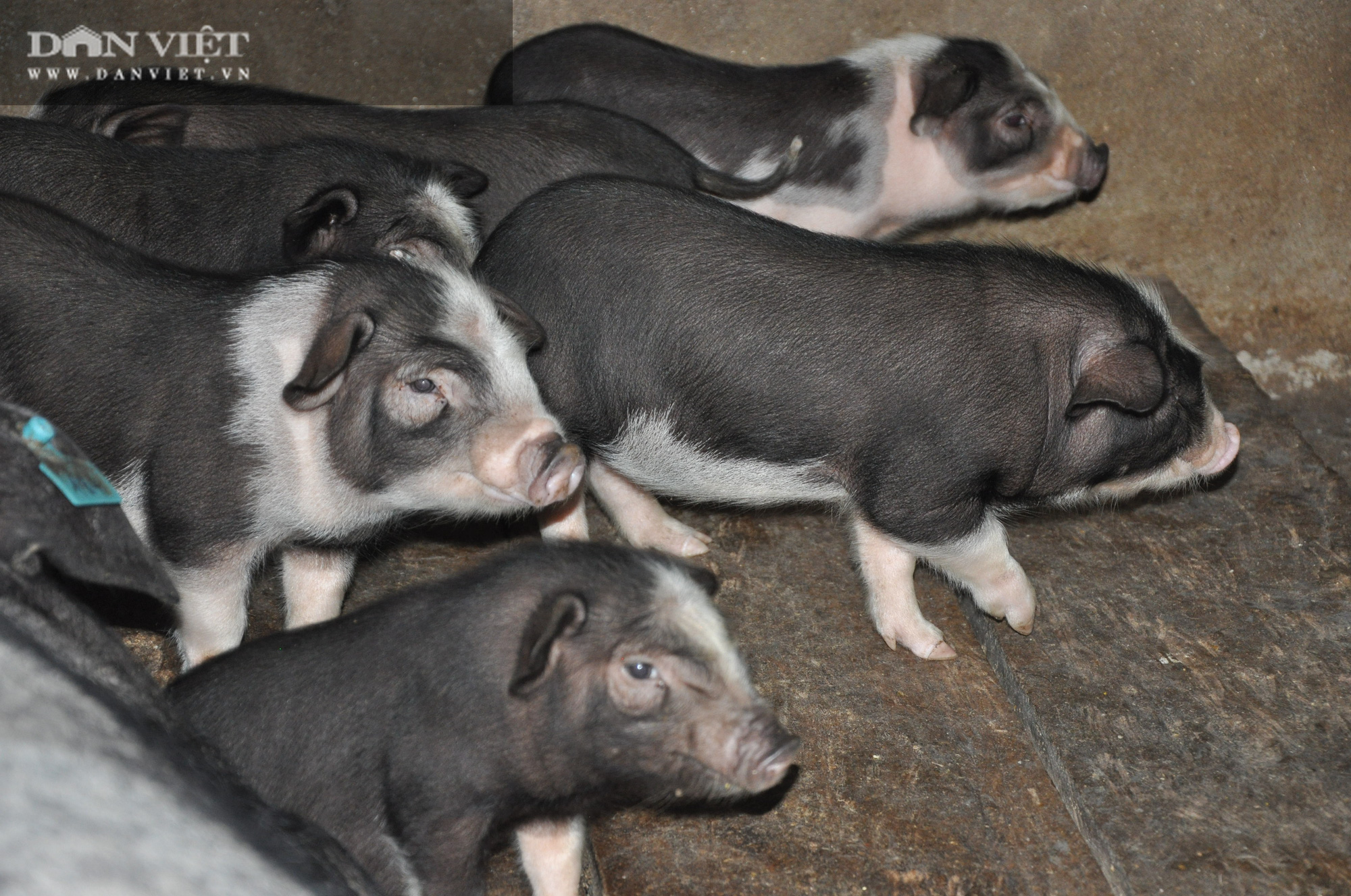 Giống lợn quý bản địa của Hà Giang, toàn thân đen xì được lựa chọn làm giống chủ lực - Ảnh 3.