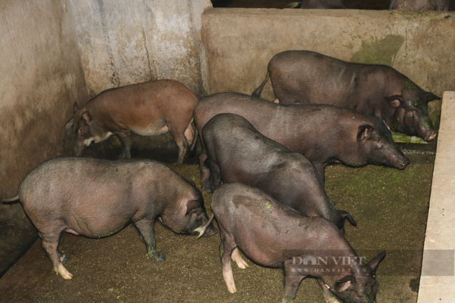 Giống lợn quý bản địa của Hà Giang, toàn thân đen xì được lựa chọn làm giống chủ lực - Ảnh 2.