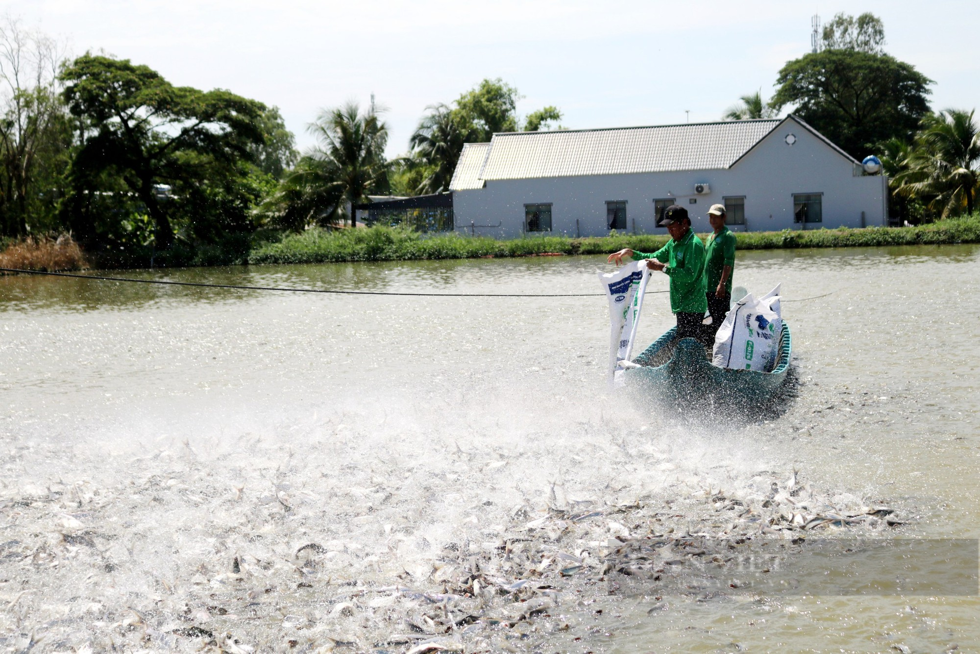 Chuyện về lão nông ở An Giang 20 năm nuôi cá tra lấy lãi lập quỹ từ thiện gia đình giúp người nghèo - Ảnh 3.