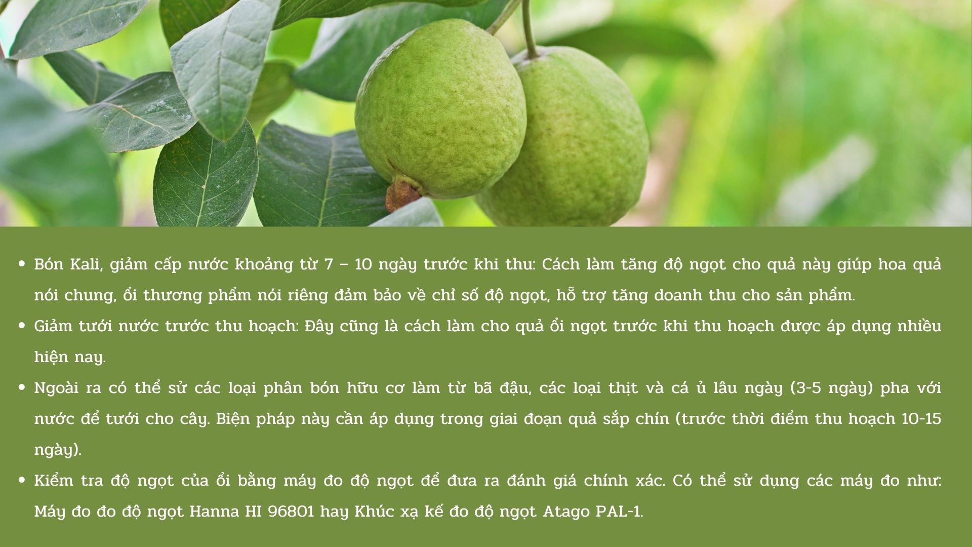 SỔ TAY NHÀ NÔNG: &quot;Mẹo&quot; làm tăng độ ngọt cho quả ổi trước khi thu hoạch - Ảnh 3.