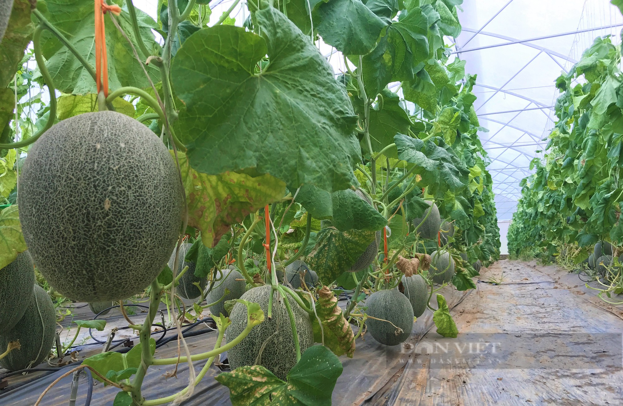 Đầu tư dựng trang trại công nghệ cao trồng đủ thứ trái ngon, anh nông dân Nghệ An lãi một năm nửa tỷ - Ảnh 2.