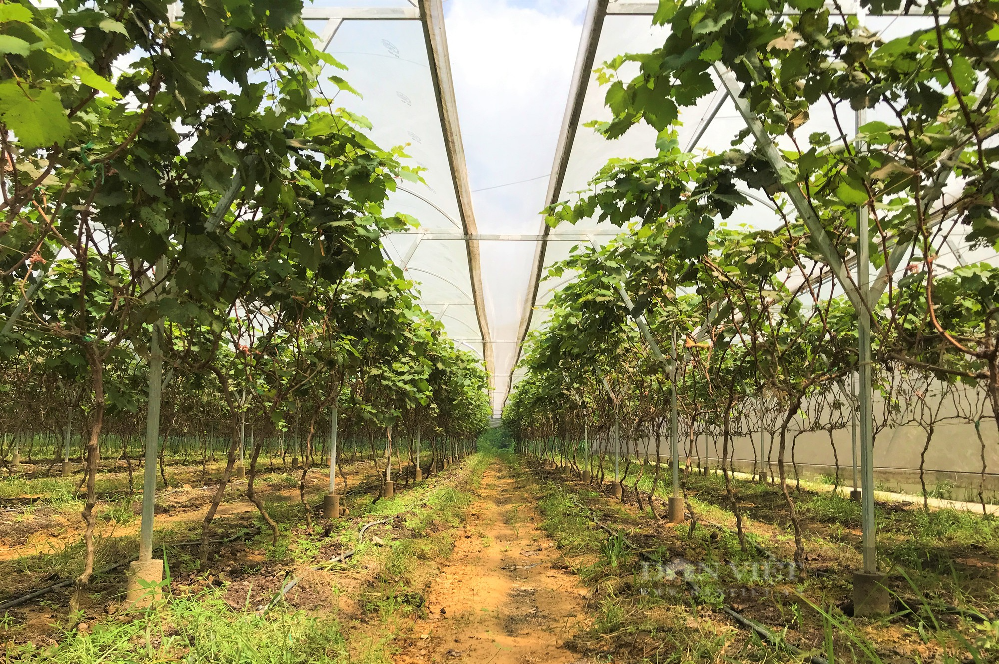 Đầu tư dựng trang trại công nghệ cao trồng đủ thứ trái ngon, anh nông dân Nghệ An lãi một năm nửa tỷ - Ảnh 7.