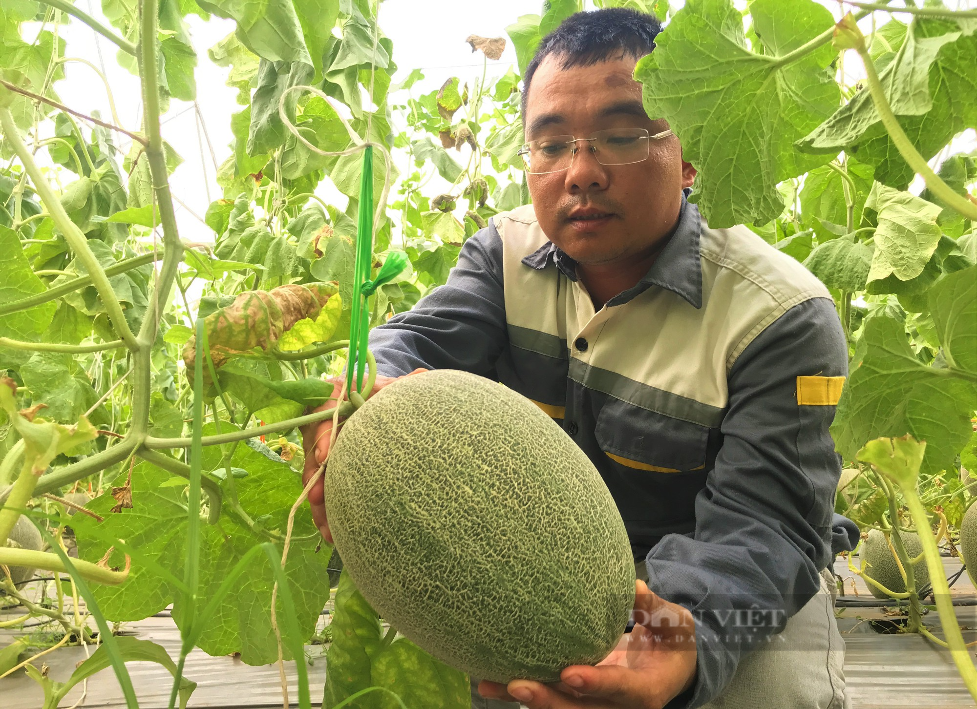 Đầu tư dựng trang trại công nghệ cao trồng đủ thứ trái ngon, anh nông dân Nghệ An lãi một năm nửa tỷ - Ảnh 8.