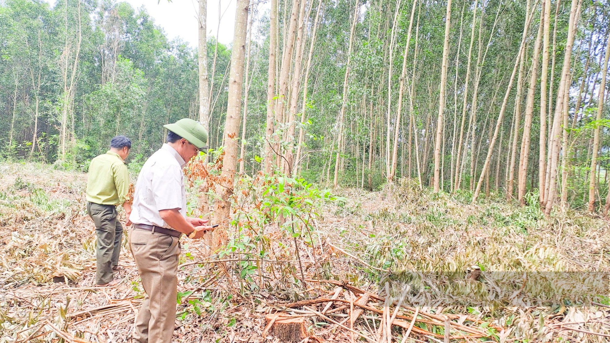 1 huyện xảy ra 3 vụ phá rừng phòng hộ, Giám đốc Sở NNPTNT tỉnh Bình Định: &quot;Một phần trách nhiệm của kiểm lâm&quot; - Ảnh 2.