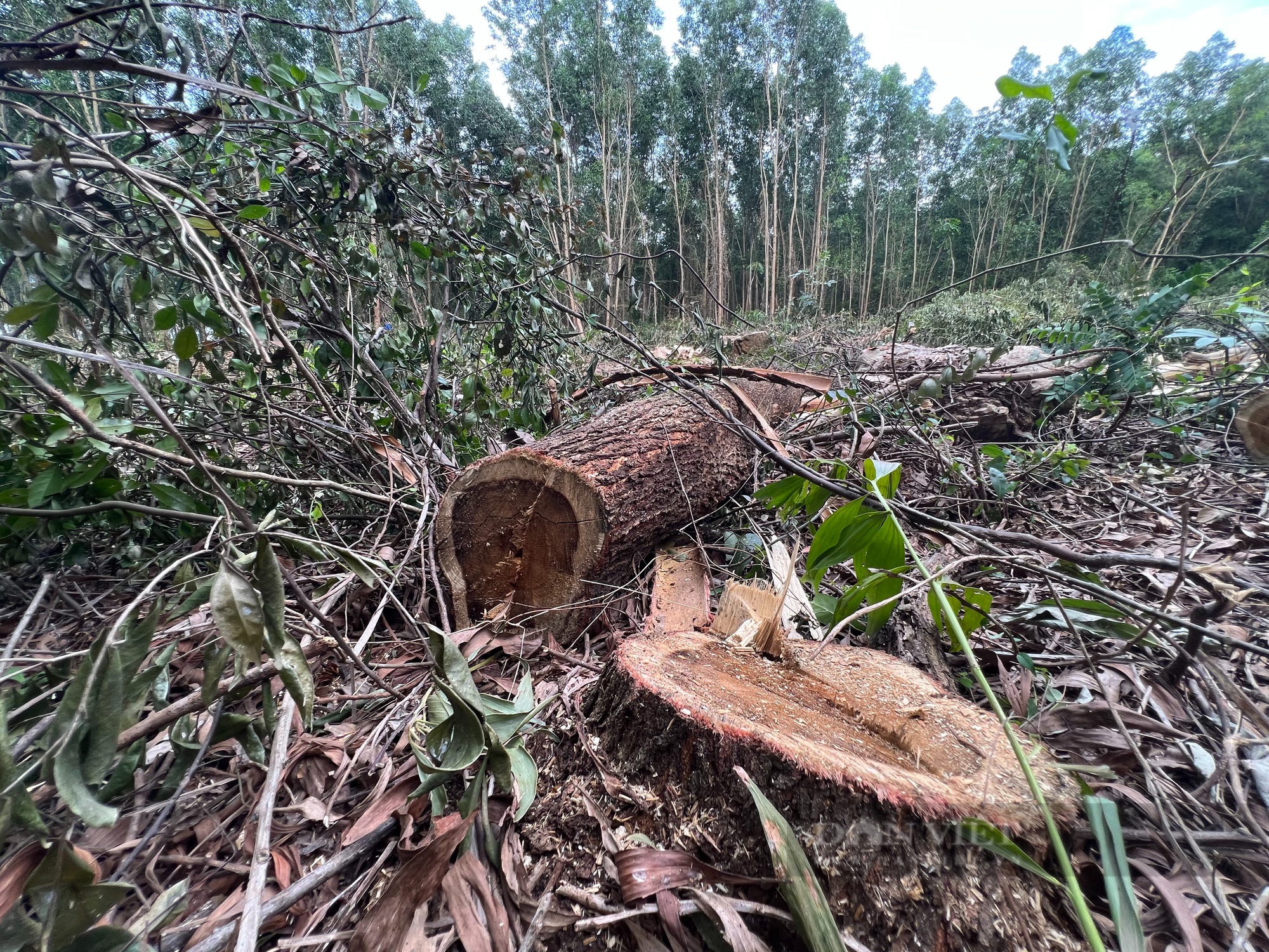 1 huyện xảy ra 3 vụ phá rừng phòng hộ, Giám đốc Sở NNPTNT tỉnh Bình Định: &quot;Một phần trách nhiệm của kiểm lâm&quot; - Ảnh 3.