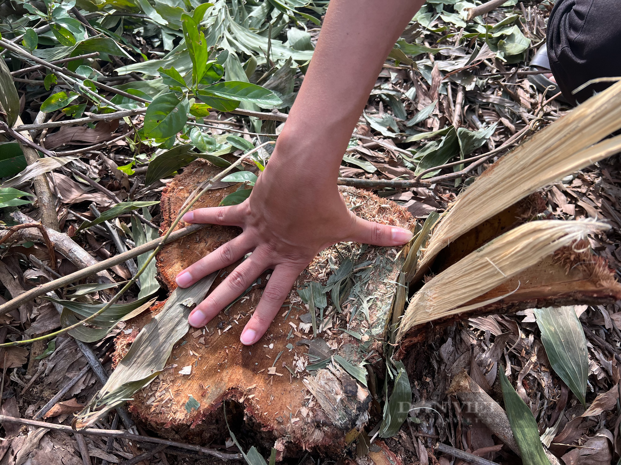 1 huyện xảy ra 3 vụ phá rừng phòng hộ, Giám đốc Sở NNPTNT tỉnh Bình Định: &quot;Một phần trách nhiệm của kiểm lâm&quot; - Ảnh 4.